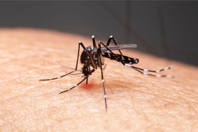 Aedes mosquito sucking blood on human body. A sting by an aedes mosqitoes can cause denque fever