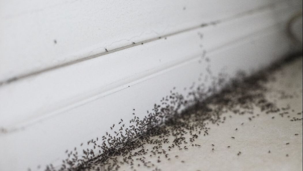 Ant infested home in Penang