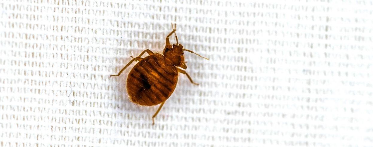 Close-up of a bed bug infesting a mattress in Penang