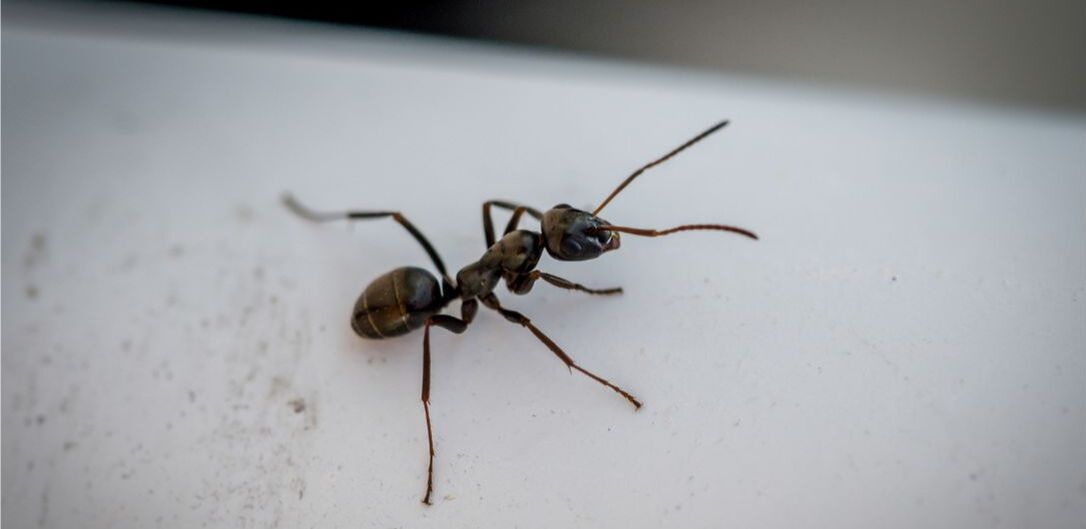Close-up of a carpenter ant. Carpenter ants are known to infest and destroy woodwork inside Penang homes.