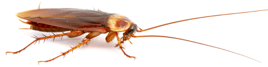 Close-up of a cockroach, a common pest in Penang homes