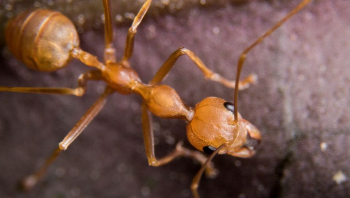 Close-up of a fire ant. Fire ants are known to infest Penang homes.