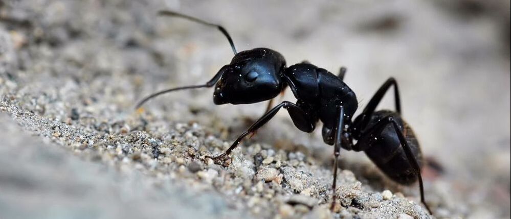 Close-up of a black house ant. Black house ants are known to infest Penang homes.
