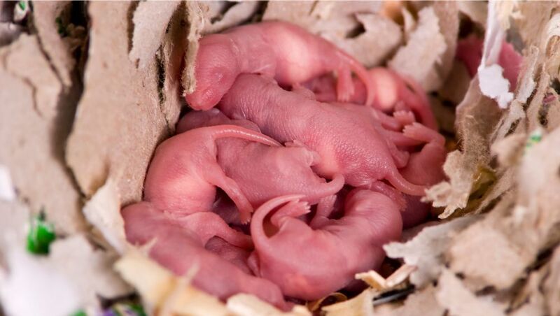 Newborn baby rats. Rats have the ability to multiply fast and infest Penang homes.
