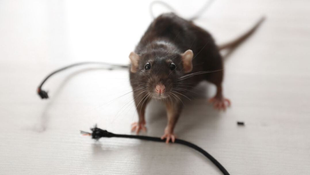 Rat caught biting through a wire in a Penang home