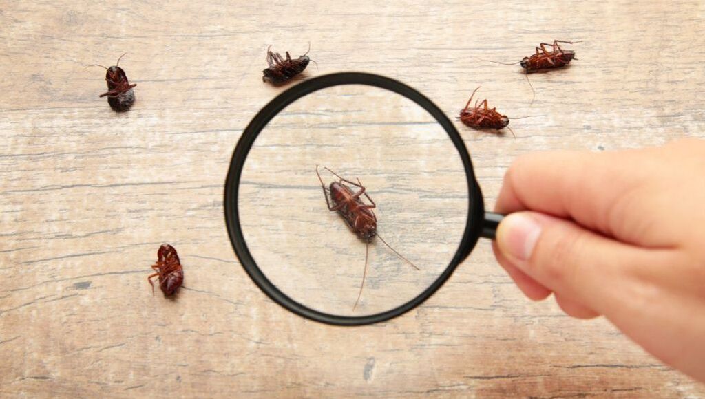 A hand holding a magnifying glass towards six dead cockroaches on the wooden floor of a Penang house 