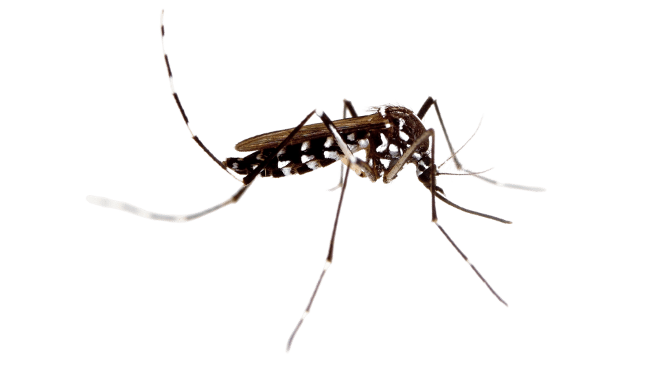 Close-up of an aedes mosquito, an insect commonly found in Penang homes. Aedes are carrier of the dengue virus and that is dangerous to humans and causes high fever. Our pest control services help keep your home free form mosquitos.