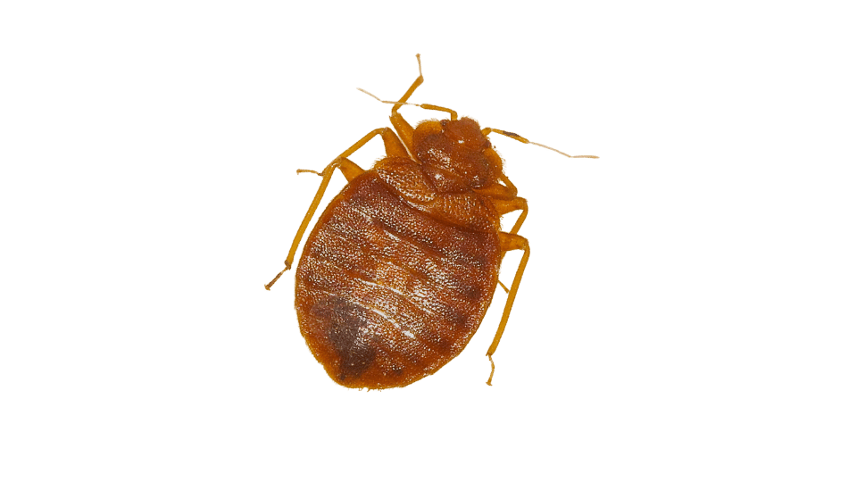 Close-up of a bed bug, an insect that nests on bedding and is commonly found in Penang homes. Our pest control services will make your home bed bug proof