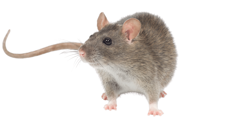 Close-up of a rat, a rodent commonly found in Penang homes. Our pest control services help to keep your house free from rats and mice