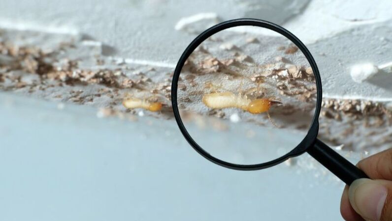 Termite under a magnifying glass