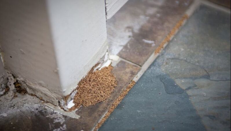 Termite droppings on the floor next to a wooden wall inside a Penang house