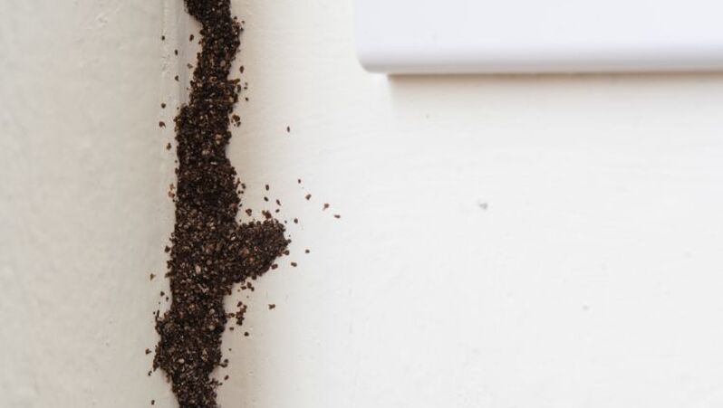 Mud tube created by termites stretching up the corner of a wall in a Penang home
