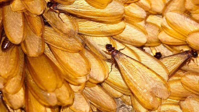Close-up of termite swarmers about to shed their wings to start a new termite colony in a Penang home